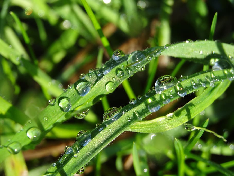 morgentau, raindrop, dew, dewdrop, drip, green, leaves, close HD wallpaper