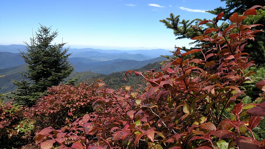 scenic, mountain, view, sky, fall, leaves, appalachian, plant HD wallpaper