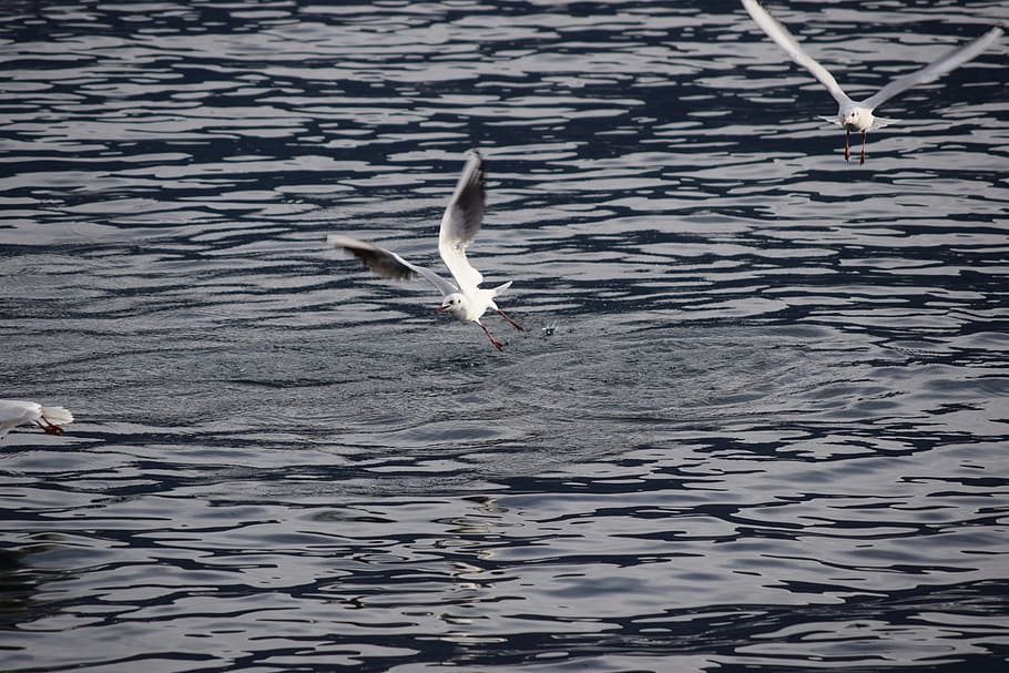seagulls, birds, flight, animals, nature, lake, water, animal wildlife HD wallpaper
