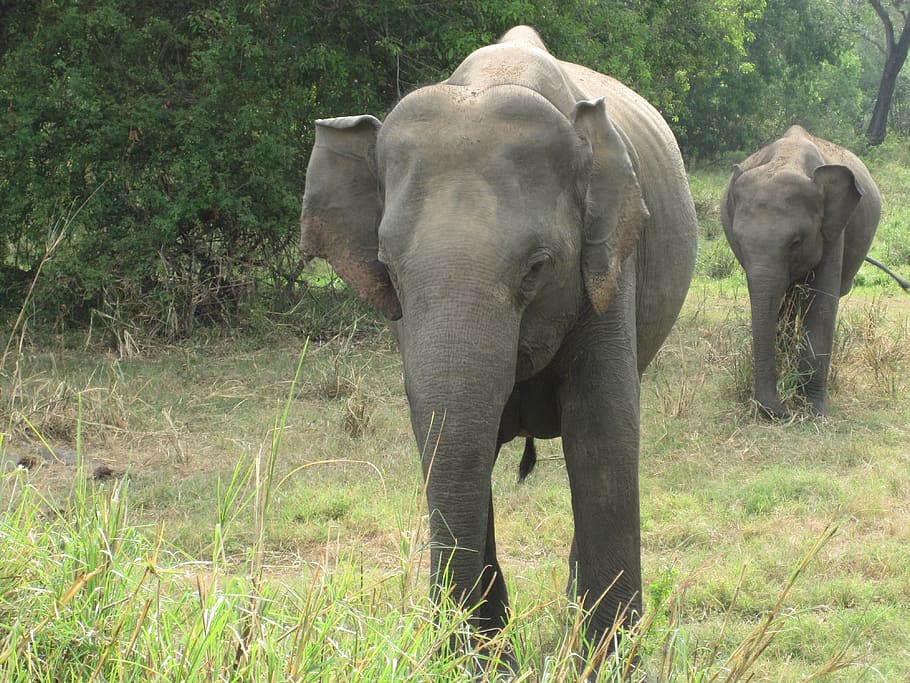 elephant, expensive, natural, plant, animal themes, mammal HD wallpaper