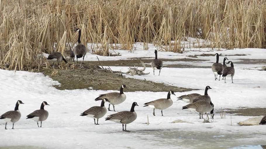 Birds, Geese, Canada, Goose, Outdoor, winter, migration, nature, HD wallpaper