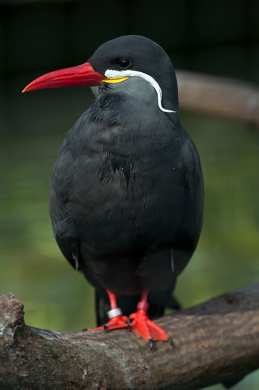 black and red bird during daytime, inca tern, schwalbe, larosterna inca HD wallpaper