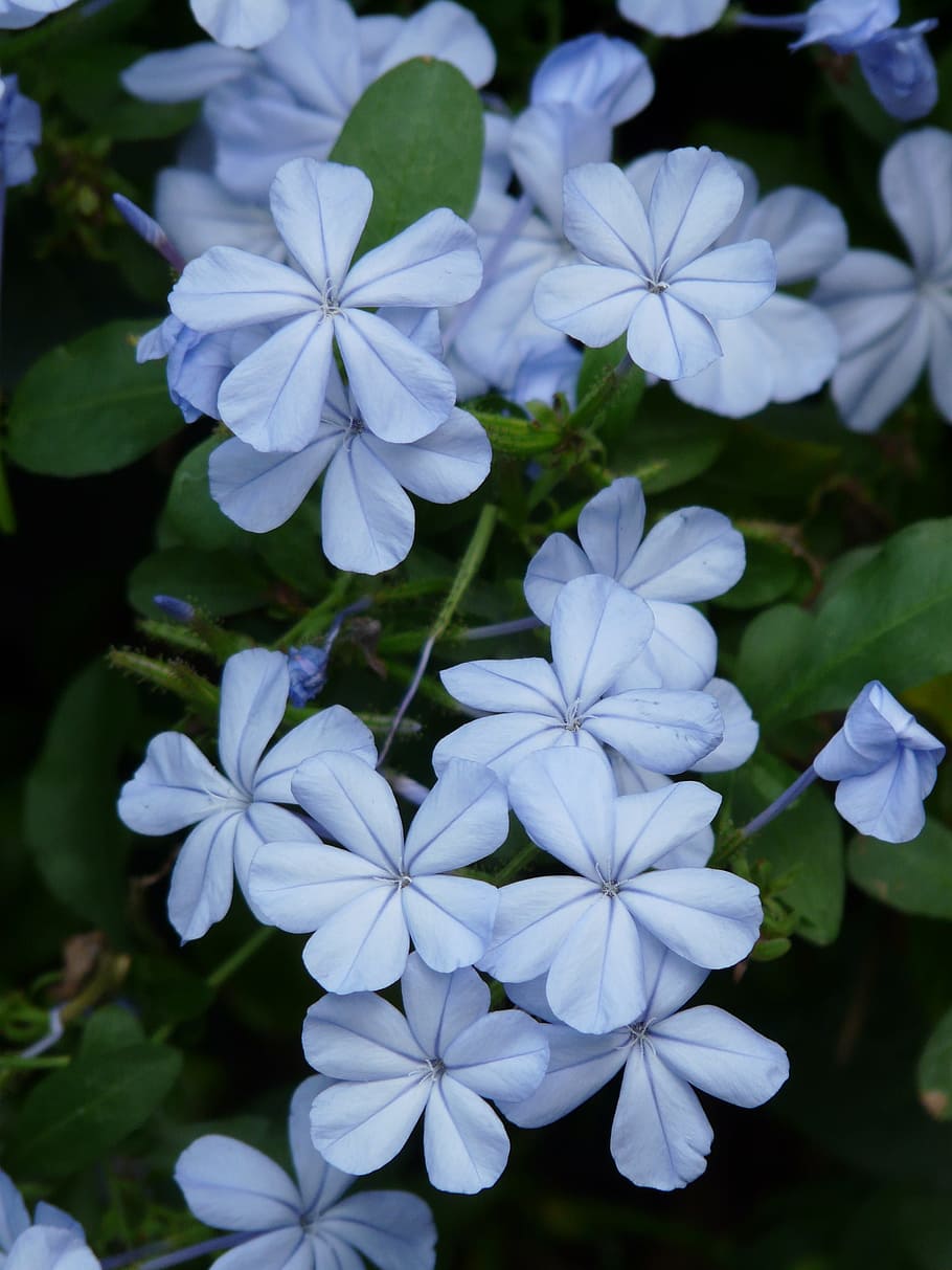 Cape, Flower, flowers, cape europaea, light blue, plumbago auriculata, HD wallpaper