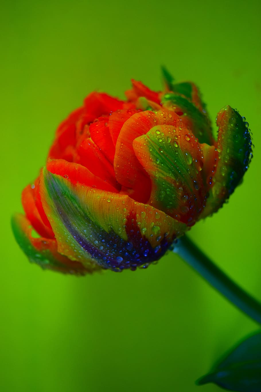 tulip, water, macro, spring, close-up, flowering plant, vulnerability HD wallpaper