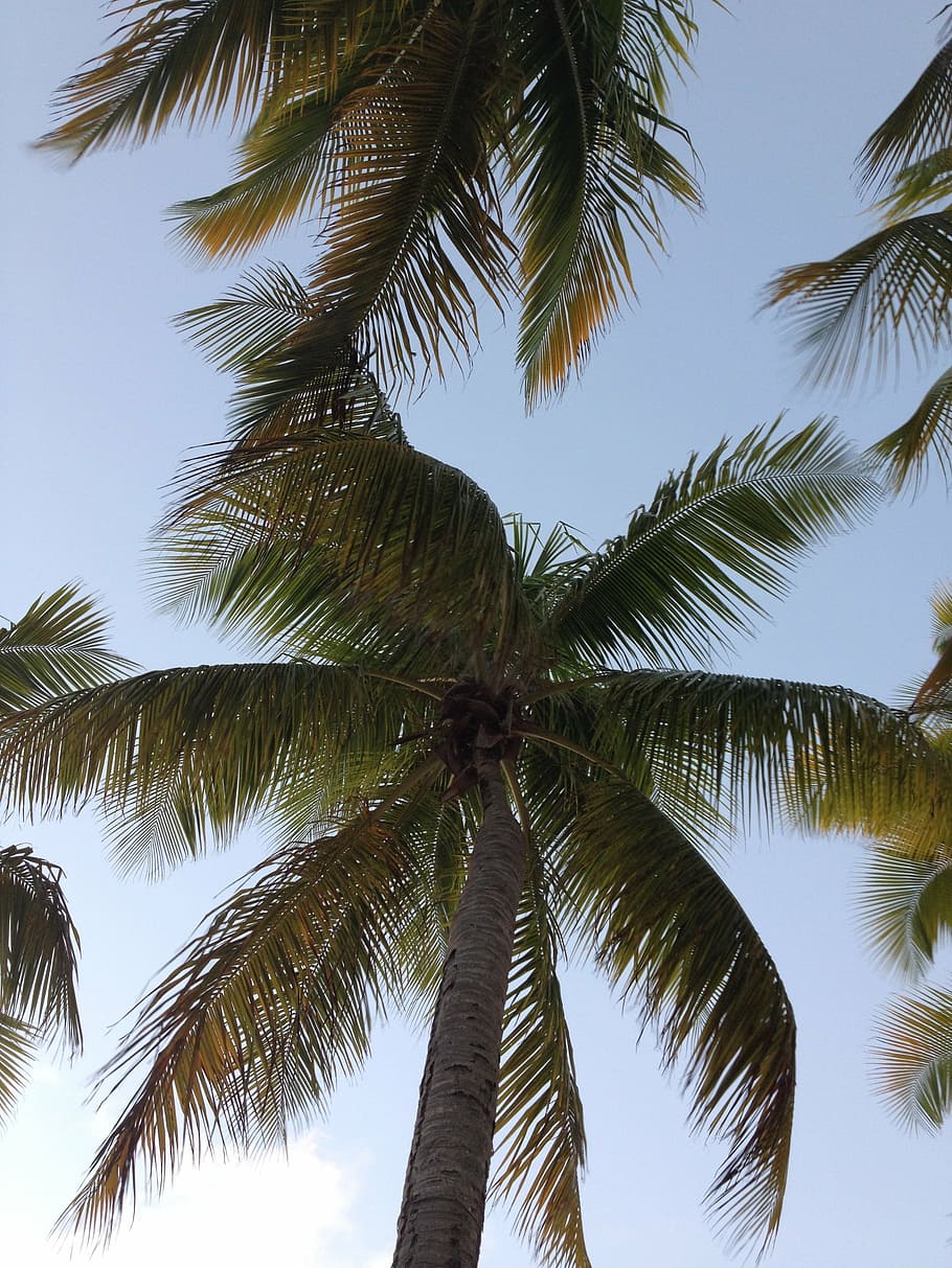 nature, palm, sky, coconut, paradise, palm Tree, tropical Climate HD wallpaper