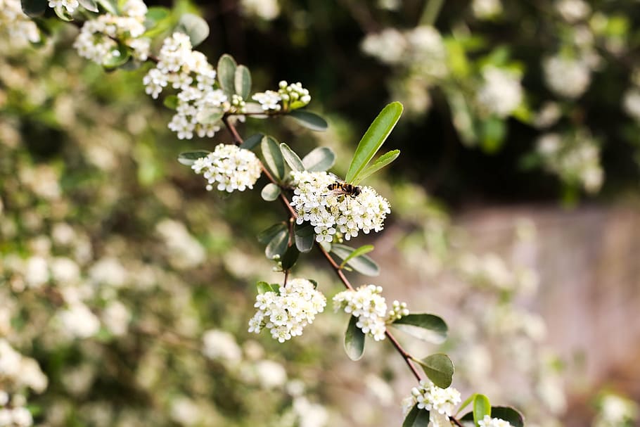 nature, flower, outdoors, tree, plant, bee, garden, branch HD wallpaper