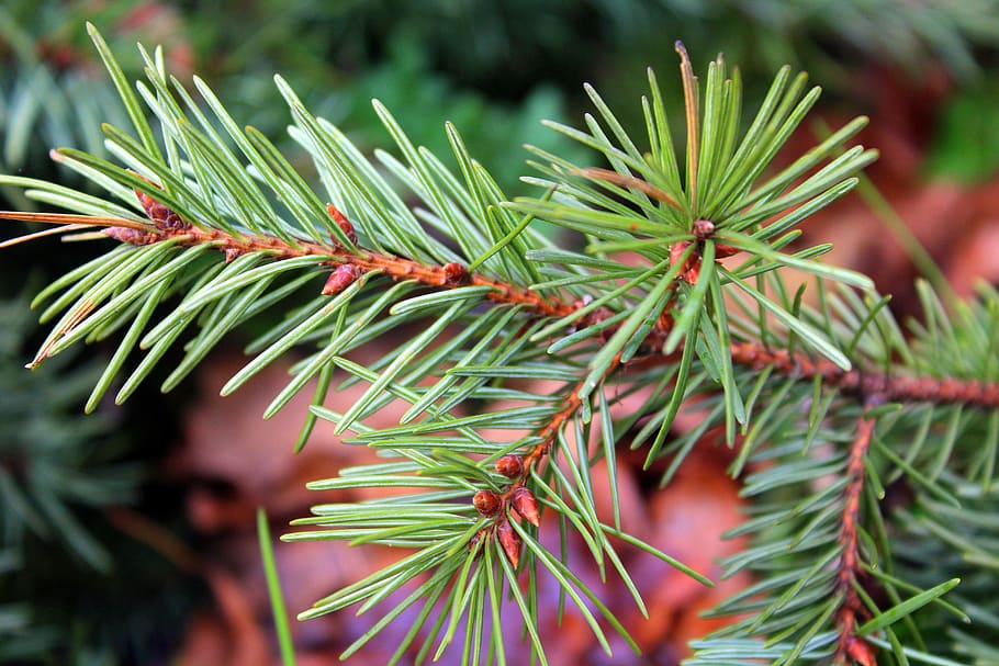 spruce, sprig, coniferous, branch, needle, needles, tree, nature HD wallpaper