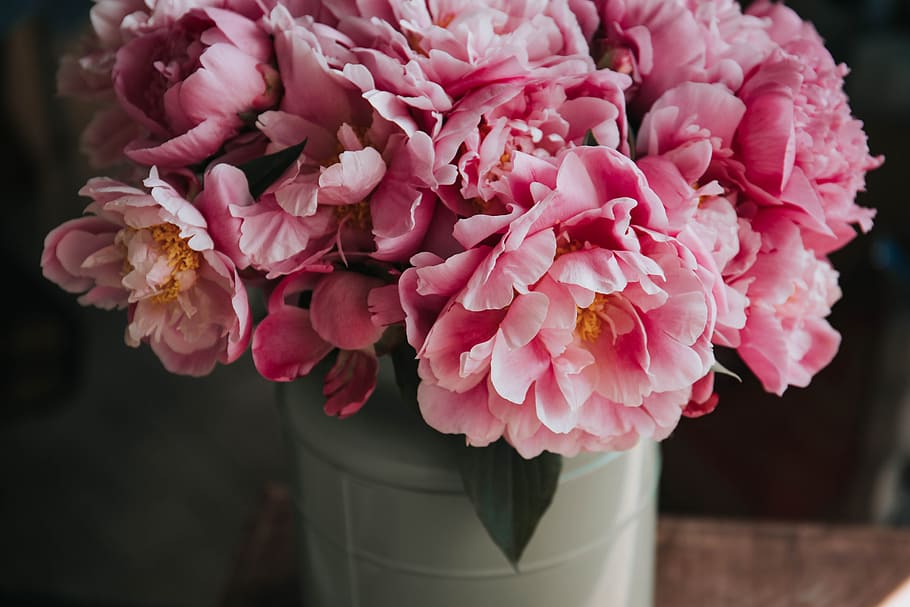 pink petaled flower arrangement, macro shot photography of pink flowers in white ceramic pot HD wallpaper