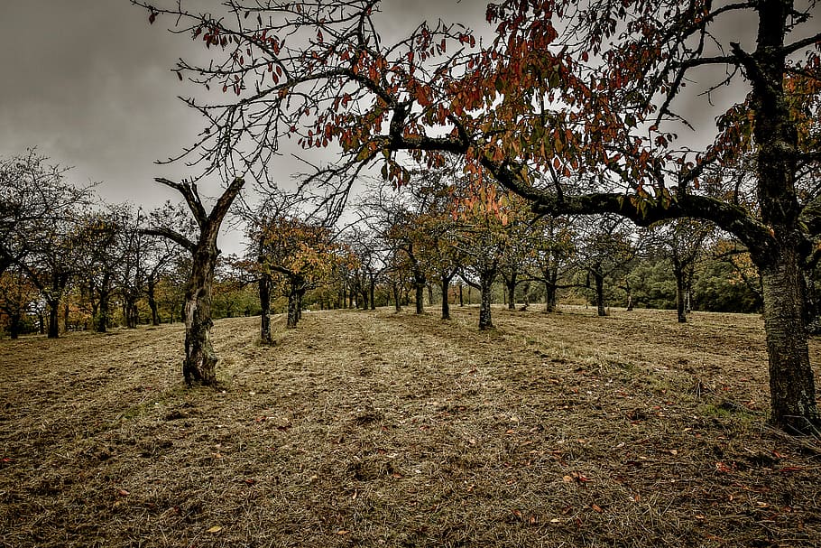 landscape, nature, forest, meadow, pasture, of course, hill HD wallpaper