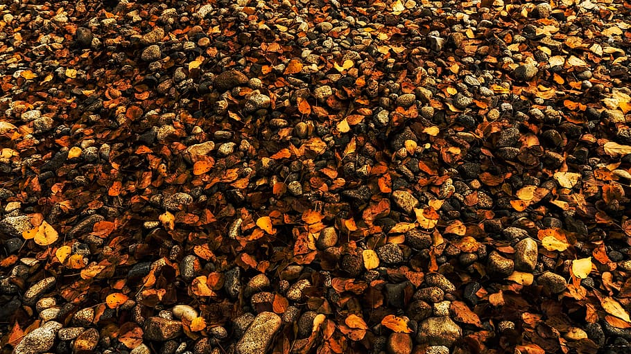 colorful, fall, forest floor, leaves, full frame, backgrounds HD wallpaper