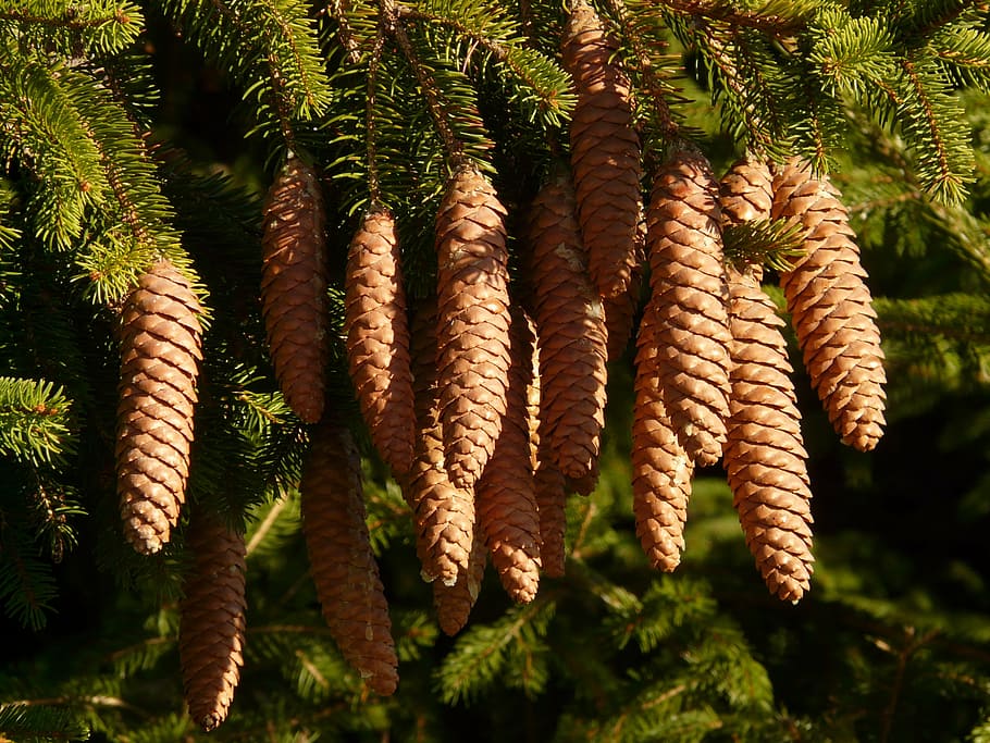 pine cones, tap, tree, conifer, common spruce, picea abies HD wallpaper
