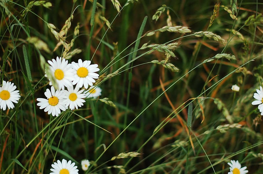 meadow, grass, field, nature, vegetation, flower, flowers, chamomile HD wallpaper