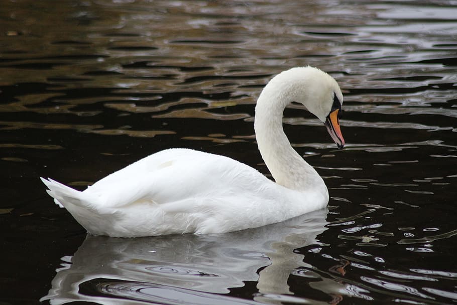 Bird, Swan, White, Love, Fidelity, large, beautiful, water