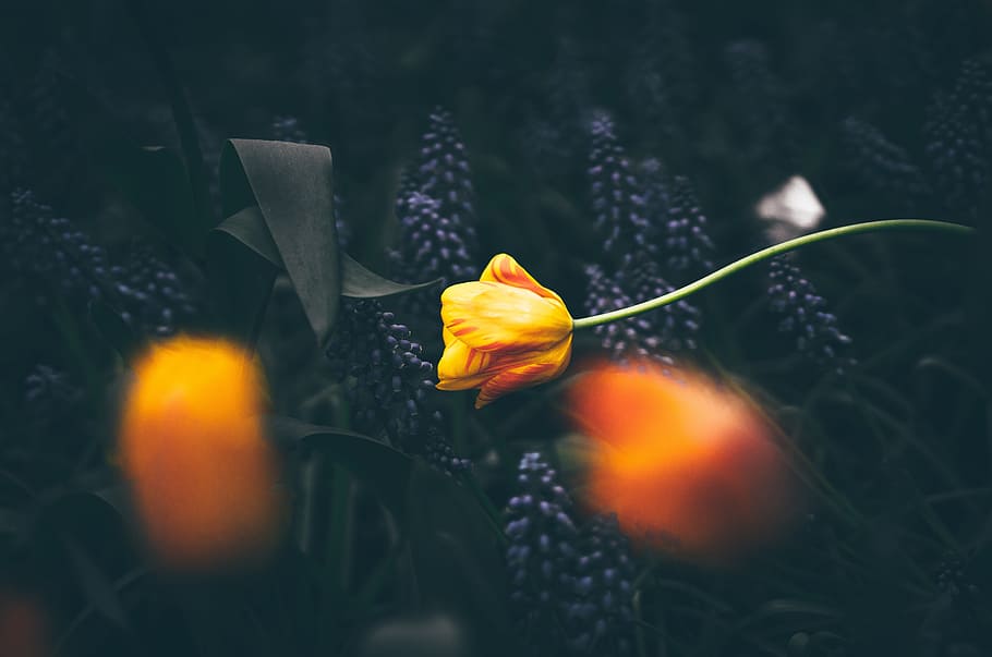 yellow, flower, dark, blur, garden, field, plant, flowering plant HD wallpaper