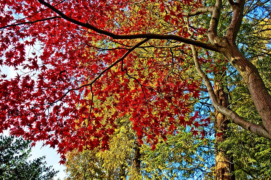 tree, branch, leaves, foliage, autumn leaves, deciduous, colorful HD wallpaper