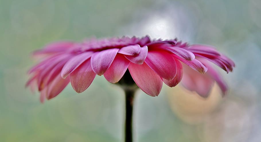pink Gerbera daisy in bloom at at daytime, sun wing, flower HD wallpaper