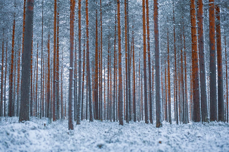 pine, pinewood, tree, forest, winter forest, snow, frost, nature HD wallpaper