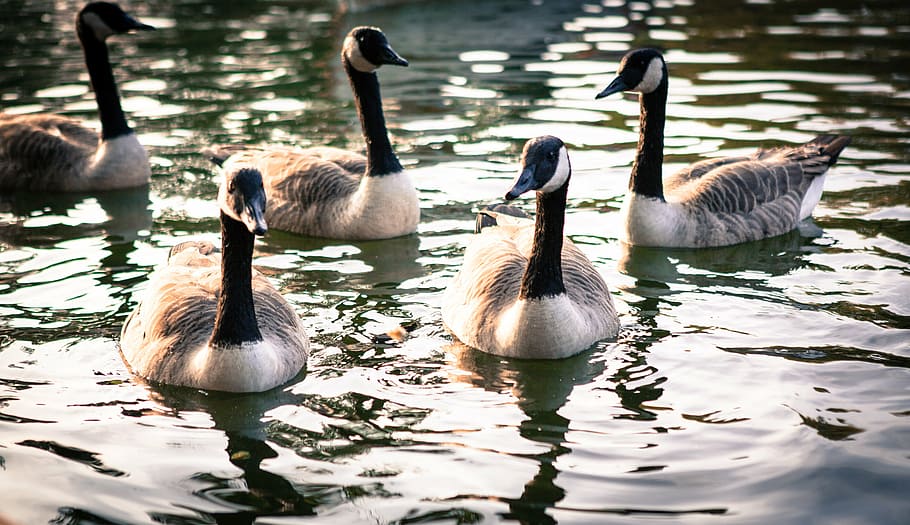 duck, lake, nature, animals, bird, wildlife, goose, canada Goose HD wallpaper