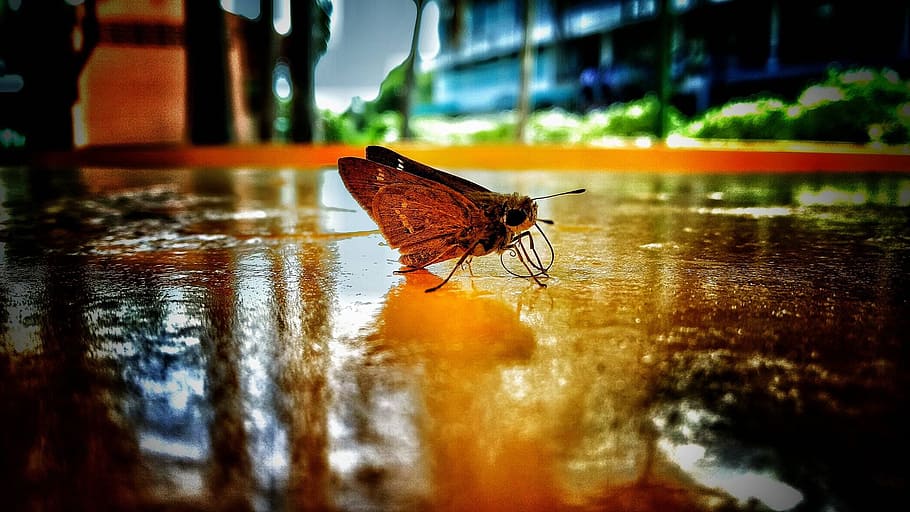 Goblin, Sweater, Pretty, Butterfly, Moth, ground, wet, insects HD wallpaper