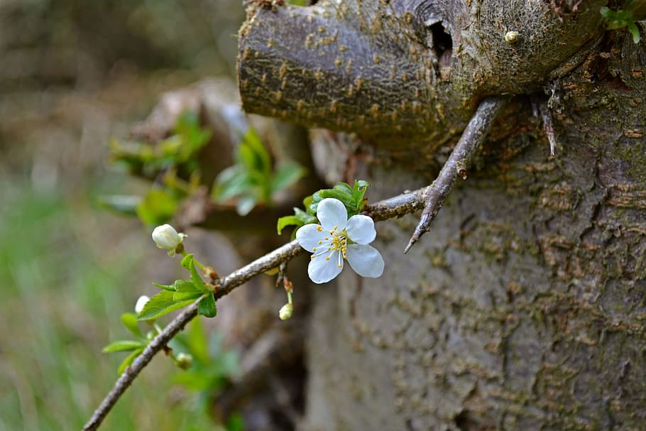 blossoms, tree trunk, bloom, spring, nature, garden, plum tree HD wallpaper