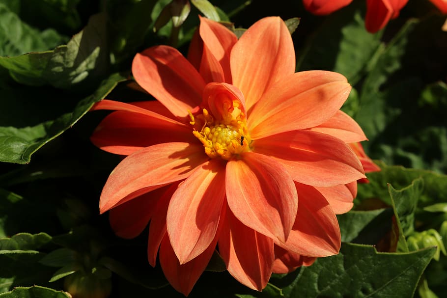 flower, orange, leaves, petal, nature, summer, leaf, flora HD wallpaper