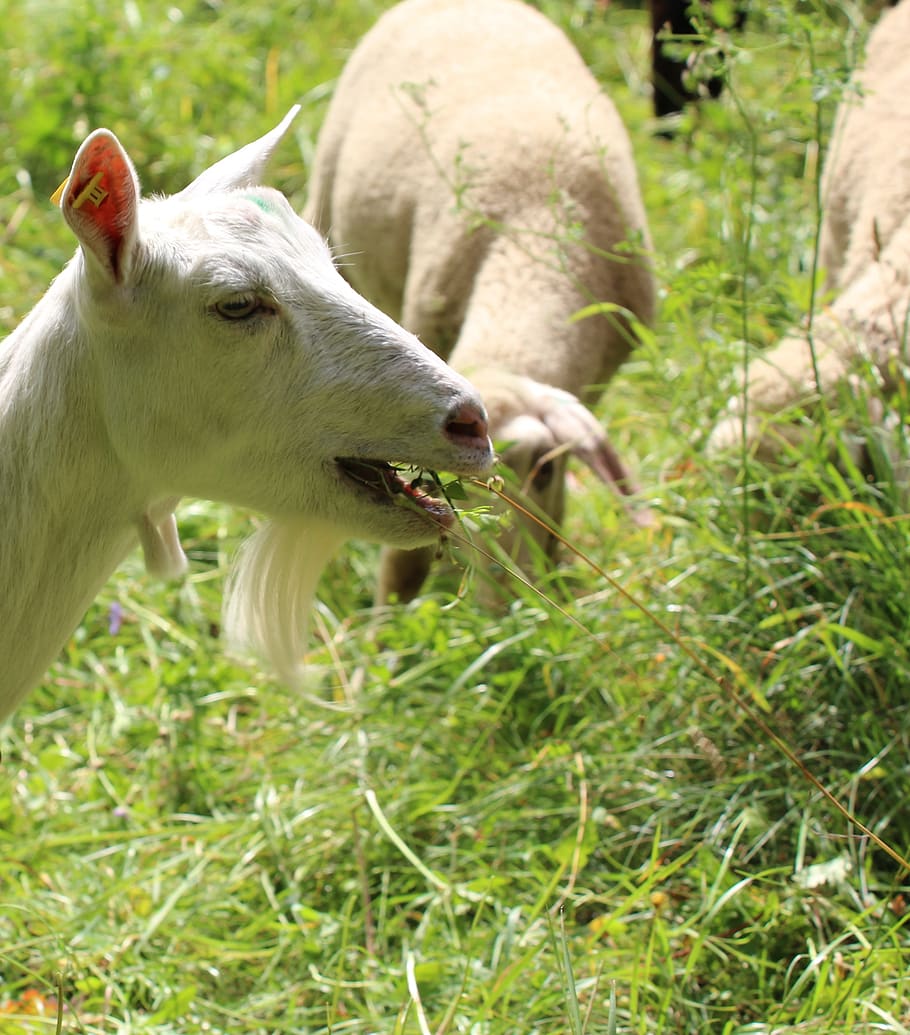 goat, eat, white, meadow, mammal, animal, animal themes, domestic animals HD wallpaper
