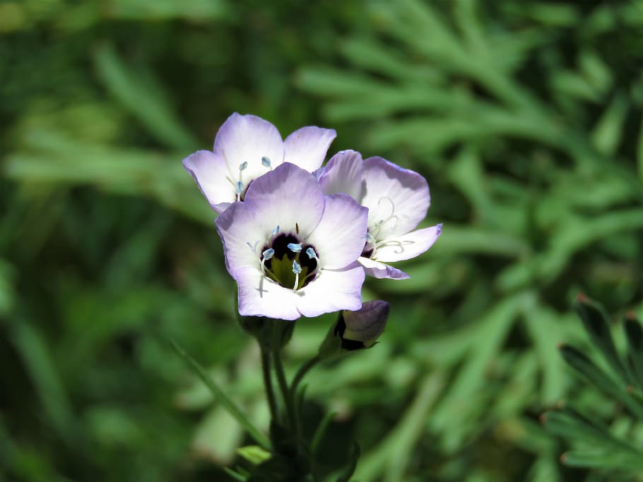 flower, nature, flora, summer, leaf, flowering plant, fragility HD wallpaper