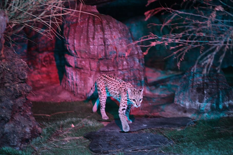 Leopard, Cat, Ocelot, Feline, Animal, animal world, animals HD wallpaper