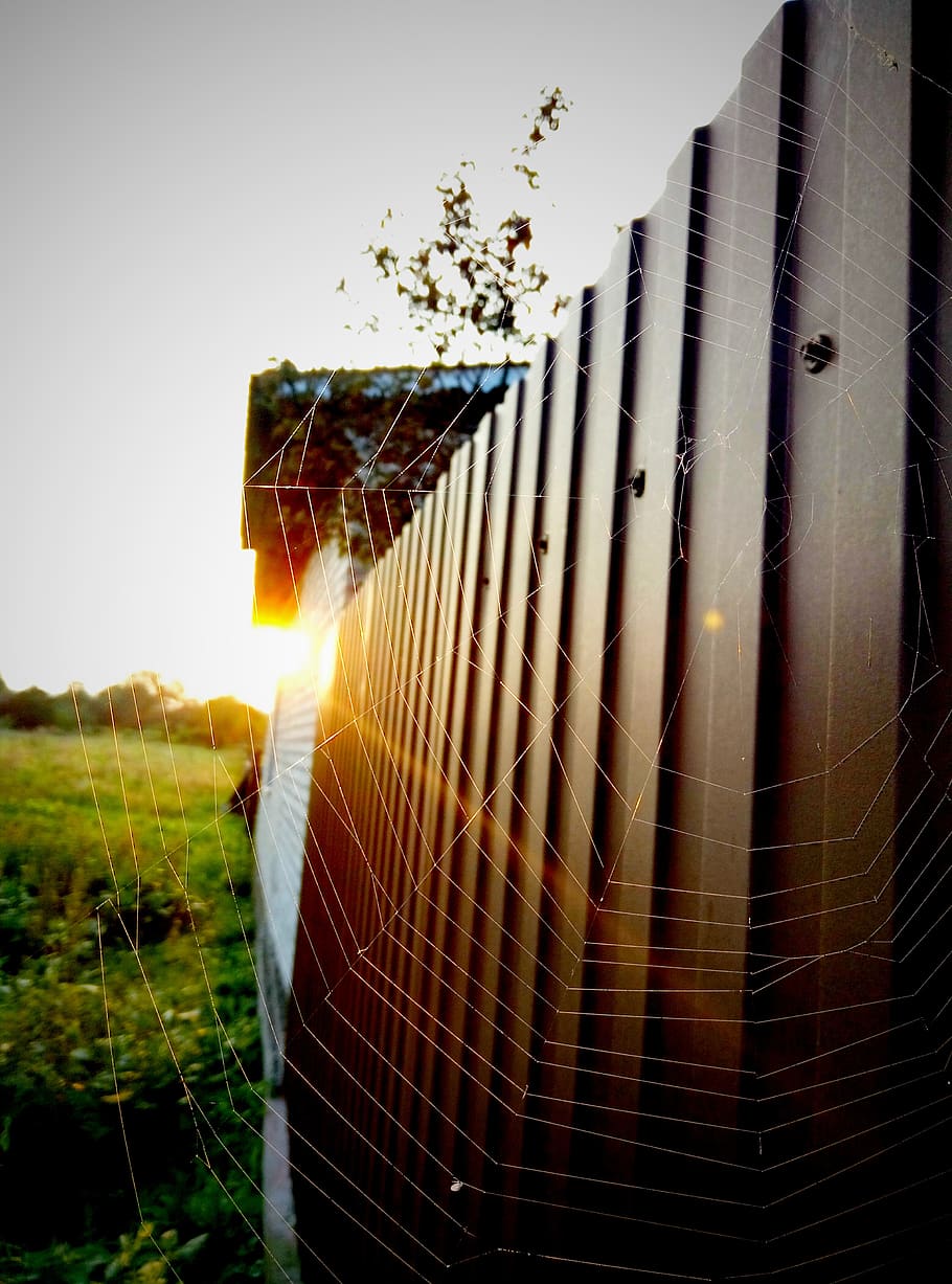 fence, spider web, ray, dawn, nature, plant, sky, sunlight HD wallpaper