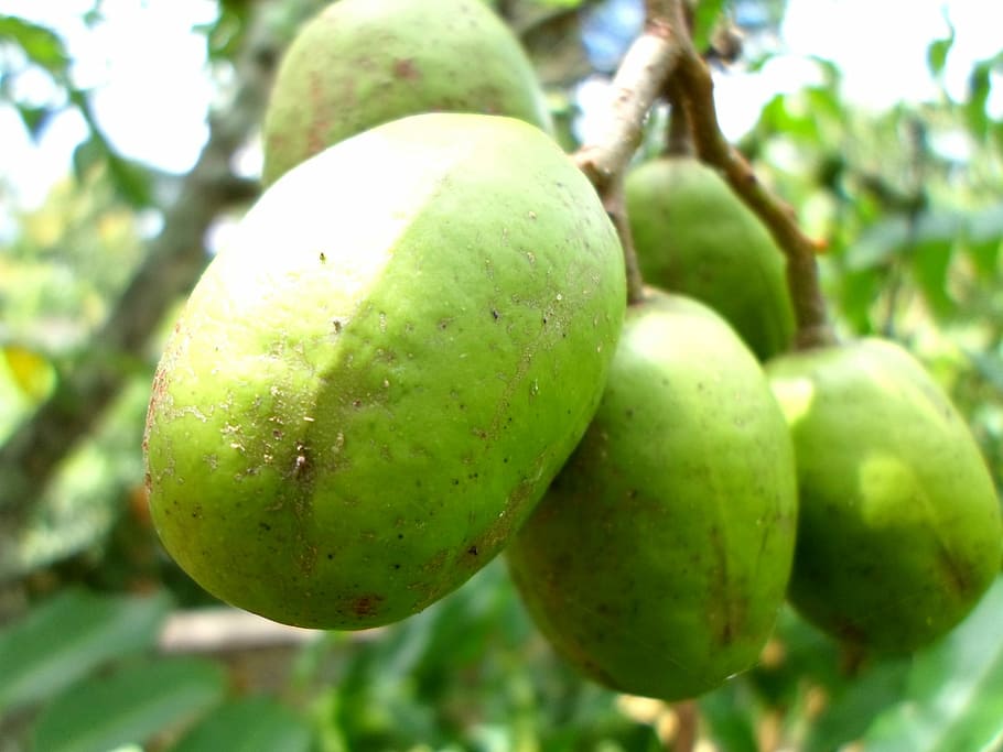 Ambarella, Focus, Fruit, Juicy, Food, ripe, healthy, fresh HD wallpaper