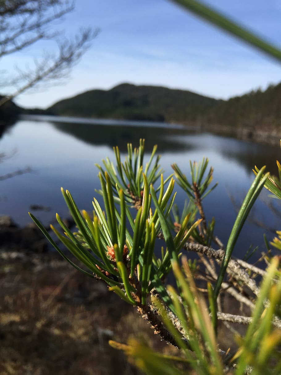 pine, forest, tree, nature, outdoor, plant, beauty in nature HD wallpaper