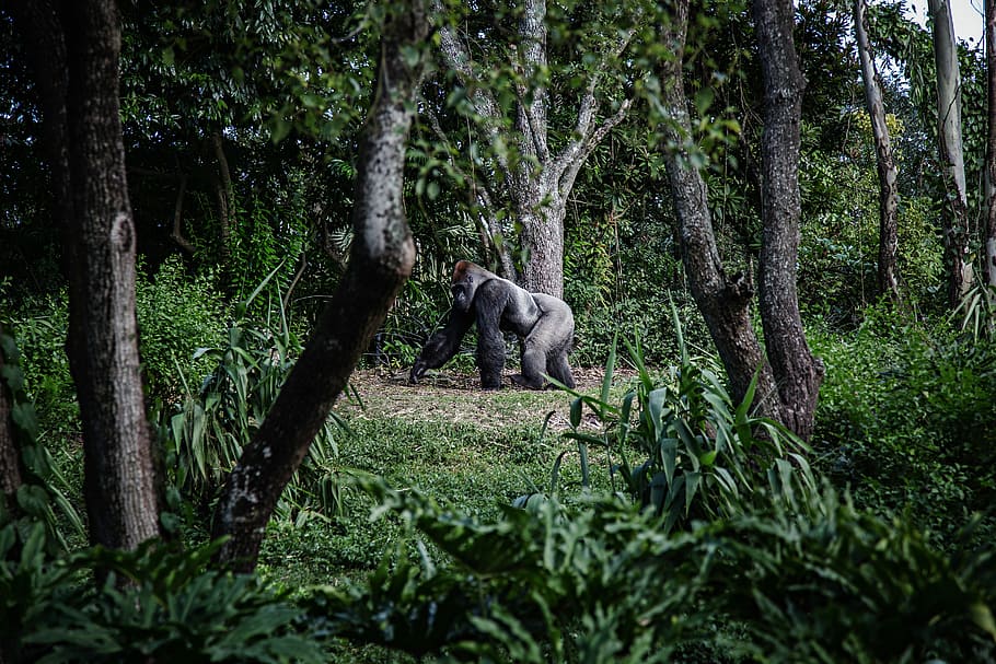 photo of silver-back gorilla beside tree, gorilla walking near trees HD wallpaper