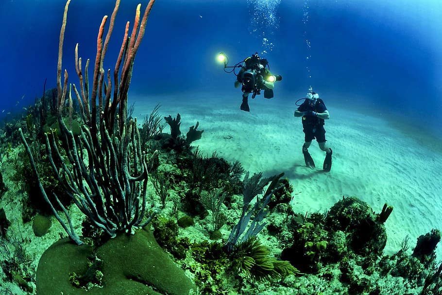 two divers on ocean bottom takes picture of coral reefs during daytime HD wallpaper