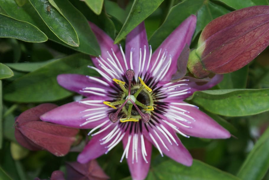 flower, green, color, spring, purple flower, growth, flowering plant HD wallpaper