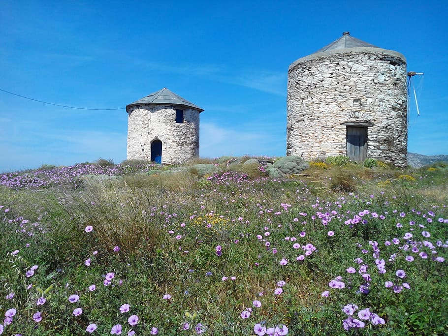 mills, ile, greece, blue, built structure, flower, building exterior HD wallpaper