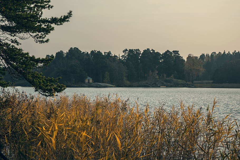 nature, grass, stems, stalks, sway, wind, water, river, island HD wallpaper