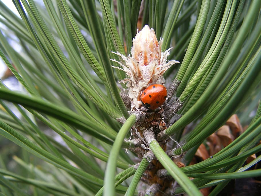 ladybug, pine, wood, nature, forest, pine wood, branch, green HD wallpaper