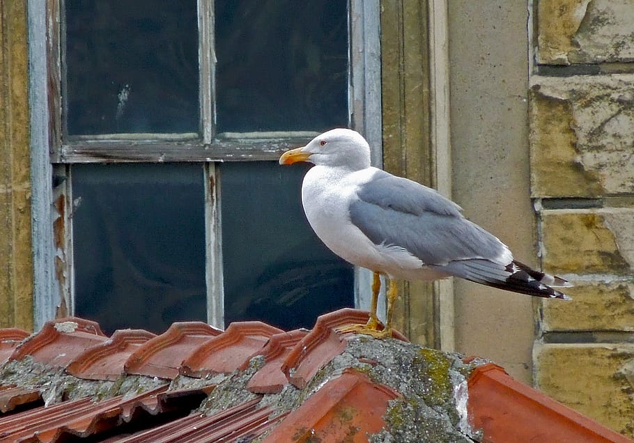seagull, window, roofs, bird, animal themes, vertebrate, animals in the wild HD wallpaper
