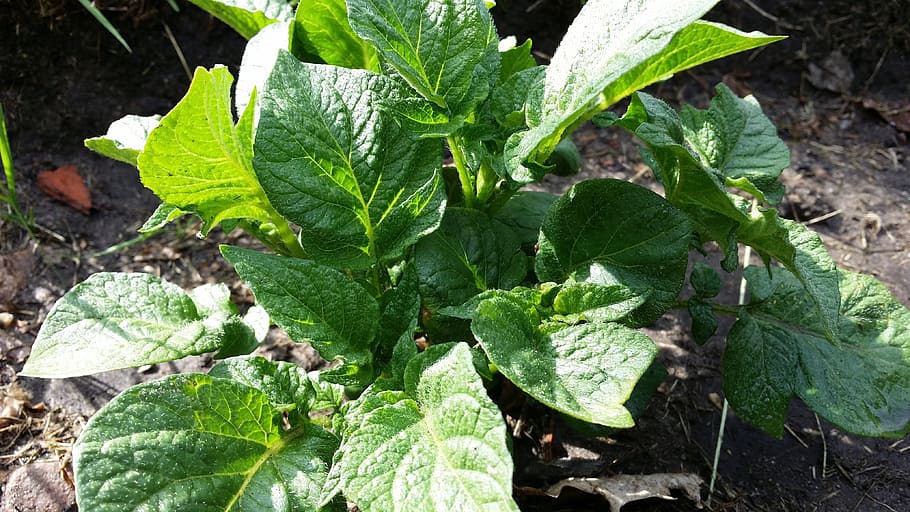 potato plant, potatoes, food, vegetables, eat, peel potato, HD wallpaper