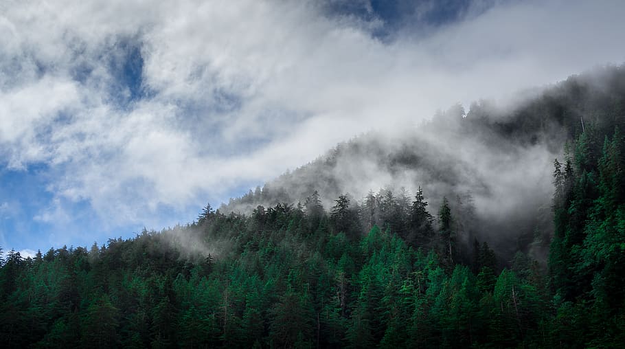 green trees covered with fog, green leaf trees on mountain under gray clouds HD wallpaper