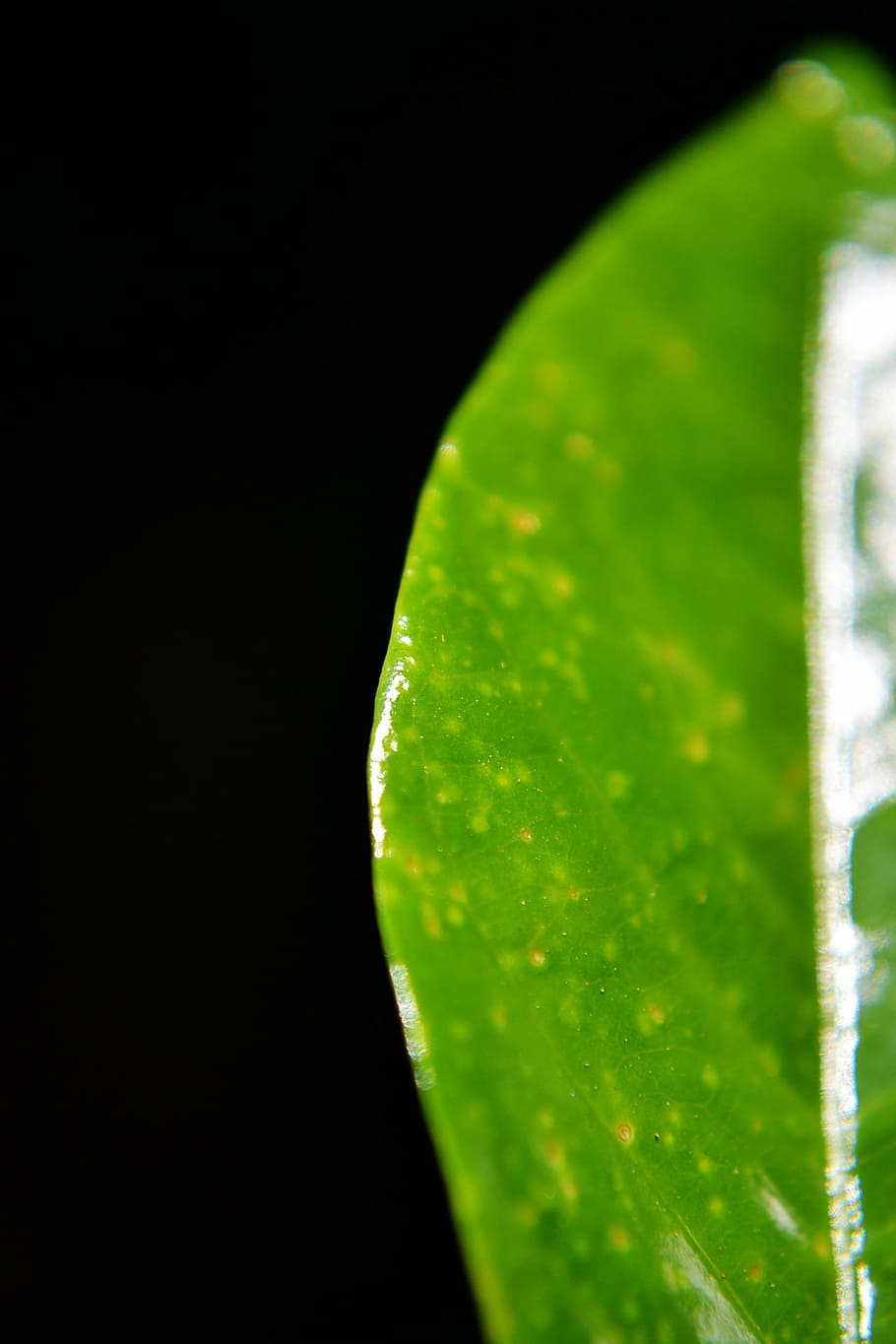 green leaf, close-up, wax leaf, shiny leaf, sri lanka, mawanella
