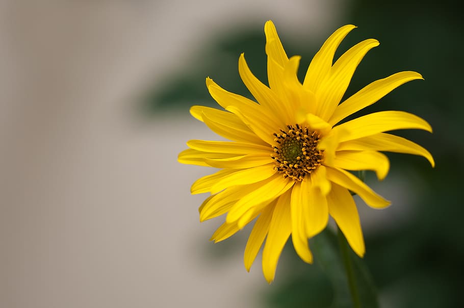selective focus photography of yellow flower, blossom, bloom HD wallpaper