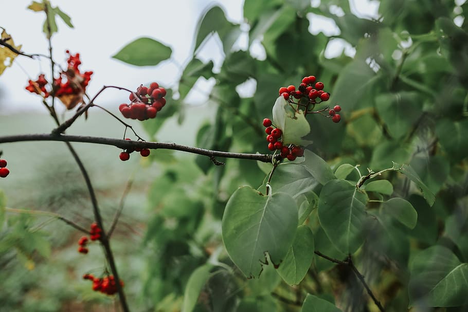 Red rowan on trees, fruit, branches, mountain ash, nature, berry Fruit HD wallpaper