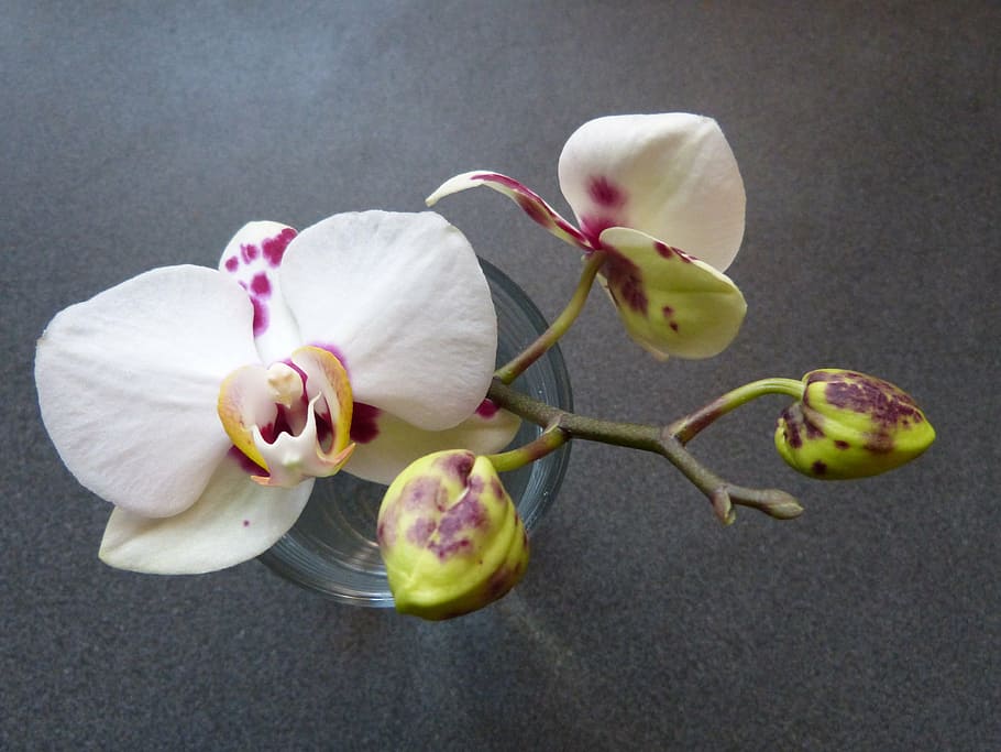 orchid, bud, white, speckled, blossom, bloom, flower, nature HD wallpaper