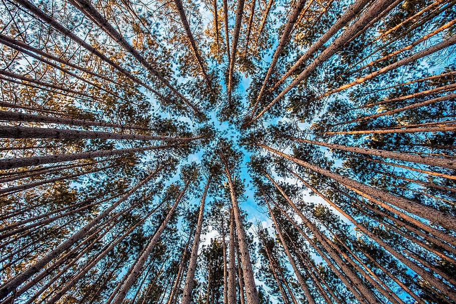 low-angle photograph of brown forest, photography of forest during daytime HD wallpaper