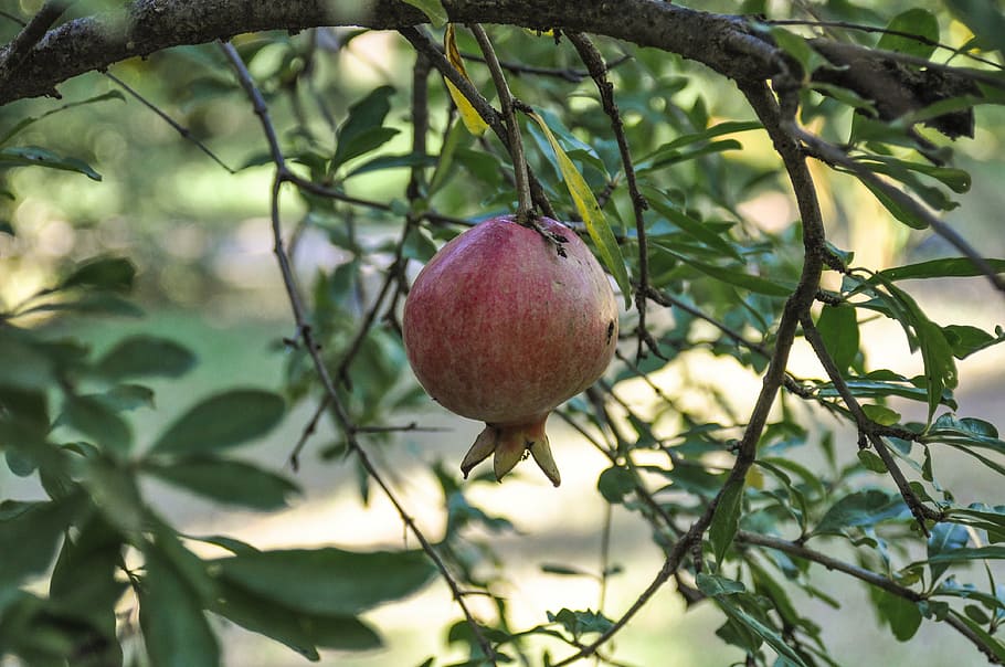 pomegranate, fruit, red, healthy, vitamins, pomegranates, seeds HD wallpaper
