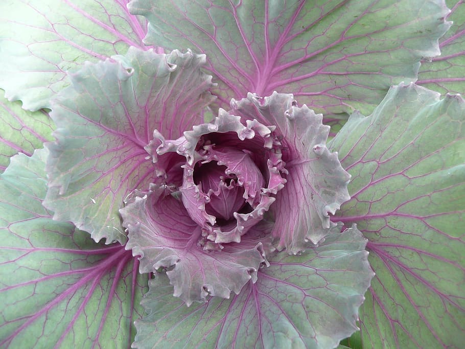 purple and green ornamental kale in macro photography, cabbage HD wallpaper