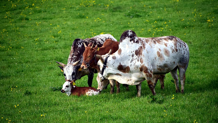 Zebu, Cow, Beef, Agriculture, pasture attitude, livestock, simmental cattle, HD wallpaper