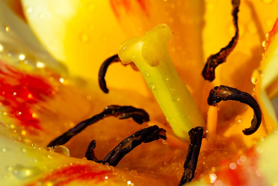 tulip, flowers, closeup, macro, spring, close-up, water, food and drink HD wallpaper