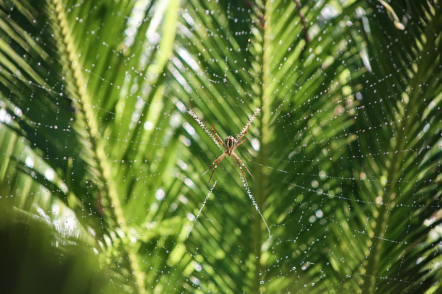 spider web, dew, spider-web, spiderweb, plant, green color HD wallpaper